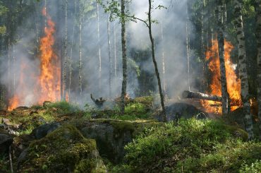 Kebakaran Hutan dan Ancaman Kerusakan Lingkungan